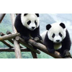 ***TOUR DI GRUPPO ESCLUSIVO IN CINA***     MARCO POLO E PANDA GIGANTI DI CHENGDU   …. Dal 16 al 26 Ottobre 2026