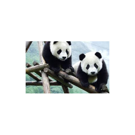 ***TOUR DI GRUPPO ESCLUSIVO IN CINA***     MARCO POLO E PANDA GIGANTI DI CHENGDU   …. Dal 16 al 26 Ottobre 2026